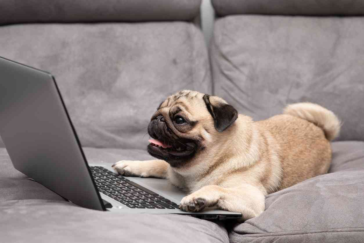 Voyager, Amazon, Costco, Walmart, and Louis Vuitton — Top Phishing Scams of the Week